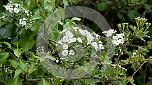 Blooming white hawthorn flowers in wild spring woodland