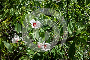 Blooming white Hibiscus rosa-sinensis flower in Himachal Pradesh\'s hills, India