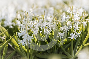 Blooming white hyacint bulb field with Close up