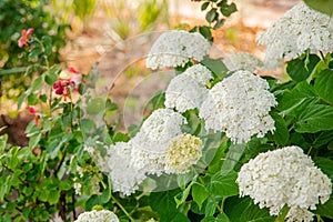 Blooming white hydrangea, Hortensia, in the garden. Gardening is a hobby