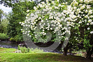 Blooming white Hydrangea Tree by a stream in summer