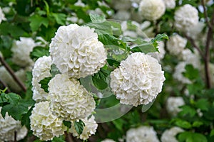 Blooming white hydrangeas Hydrangea arborescens , white blossoms in the garden. White bush with green leaves