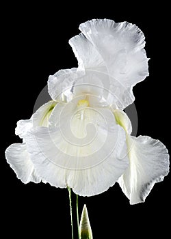 Blooming white iris Immortality on a black background photo