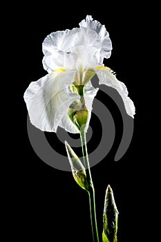 Blooming white iris Immortality on a black background photo
