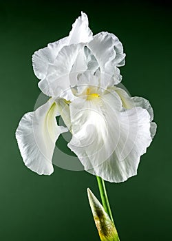 Blooming white iris Immortality on a green background photo