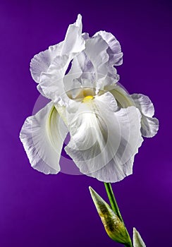 Blooming white iris Immortality on a purple background photo