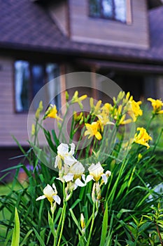 blooming white irises and yellow day lily with wooden house