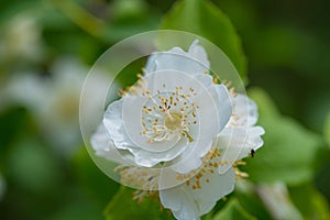 Blooming white jasmine flowers in the garden