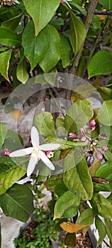 Blooming white lemon tree flower and purple buds