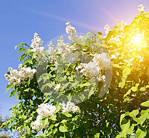 Blooming white lilac against a background of sky