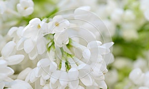 blooming white lilac closeup on a blurred background