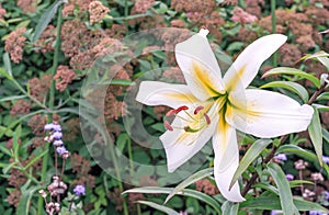 Blooming white lilie. Commonly known as the Oriental Stargazer Lily photo