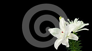 Blooming white lily flower buds ALPHA matte (Lilium Annemaries Dream)