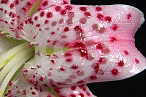 Blooming white lily flower buds. Close up, macro