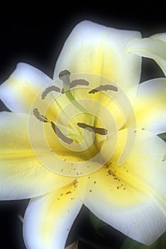 Blooming white lily flower buds Lilium Samur . Close up, macro