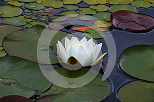 A blooming white lily on a pond. Green water lilies.