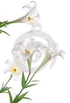 Blooming white lily on the white backgroup