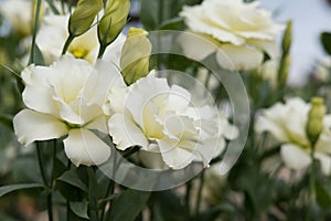 blooming white Lisianthus Russelianus in garden. rose-like flower