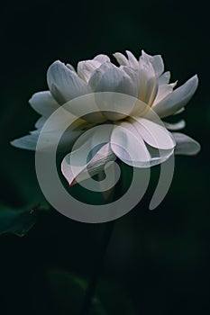 Blooming white lotus on dark background