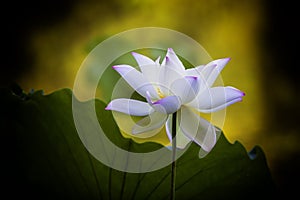 A blooming white lotus flower in closeup