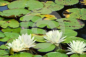 blooming white lotus flowers in a pond. Colorful water lily or lotus flower. Water lilies on top of the pond