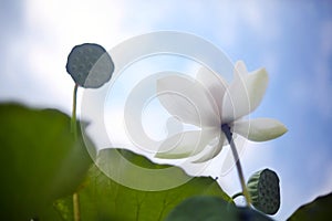 Blooming white lotus looks pure and vibrant under the blue sky and white clouds