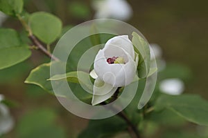 Blooming white magnolia