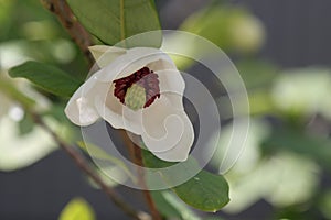 Blooming white magnolia