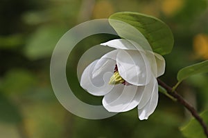 Blooming white magnolia