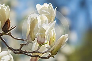 Blooming white magnolia