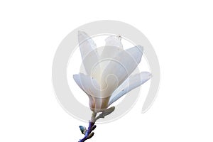Blooming white magnolia flower. Close up, isolated on white back
