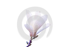 Blooming white magnolia flower isolated