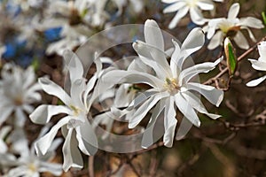 Blooming white Magnolia Stellata in the garden.