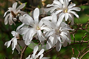 Blooming white Magnolia Stellata in the garden.