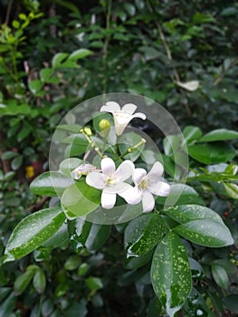 blooming white micro kemuning flower