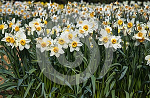 Blooming white narcissus field