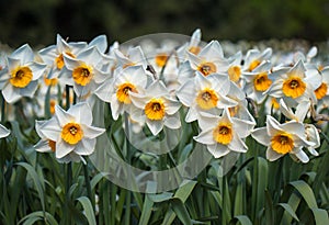 Blooming white narcissus field