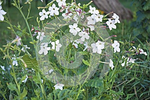 Blooming white Nicotiana suaveolens or Australian tobacco