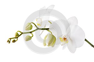 Blooming white orchid isolated from the background. Branch of beautiful blooming flowers