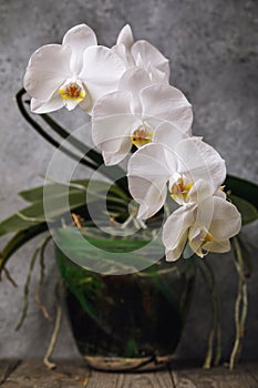 Blooming white orchid in a pot. Beautiful indoor flowers