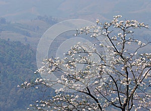 Blooming white orchid Tree or butterfly tree flower Bauhinia v