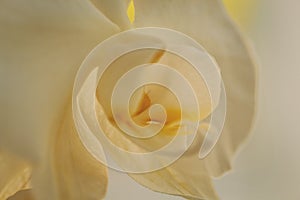 Blooming white orchids flower. Phalaenopsis. Closeup. Soft focus, toned