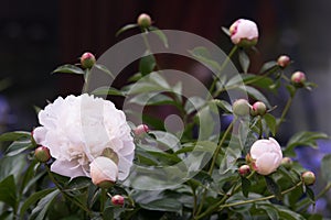 Blooming white peony flowers in soft focus outdoor close-up macro.