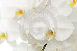 Blooming White Phalaenopsis Orchid Flowers on White Background