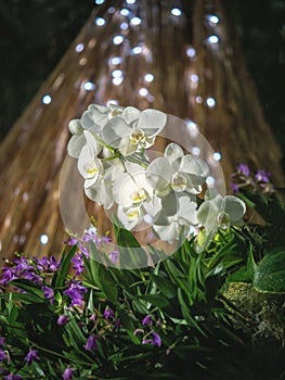 Blooming white Phalaenopsis orchids. Breeding of orchids.