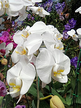 Blooming white Phalandopsis orchid