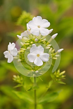 Blooming white Phlox