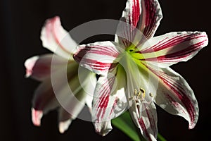 Blooming white-pink amaryllis. Delicate and beautiful indoor flower, macro. The stamen and pestle of a house flower are closely