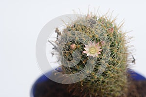 Blooming white pink flower of mammillaria peacock cactus on white background