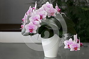 A blooming white pink orchid of genus phalaenopsis, variety Rotterdam